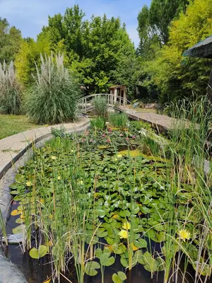 a pond with lily pads in a garden at Instant parfait en Provence Villa 4 personnes parc piscine privatifs in Monteux