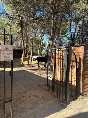 two dogs walking behind a gate in a park at Appartement domaine de Pont Royal in Mallemort