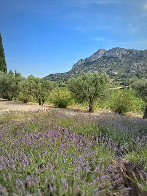 a field of purple flowers with mountains in the background at La Villa des Glauges in Eyguières