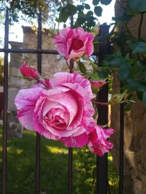 a pink rose sitting on top of a fence at Les feuillets de la Buire in Monteux