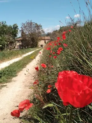 a field of red poppies on a dirt road at Les feuillets de la Buire in Monteux