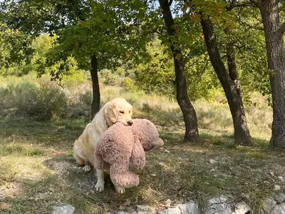 a dog sitting in the grass with two teddy bears at LAVANDE in Apt