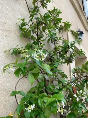 a plant with white flowers on the side of a building at Cocon en Provence à Ménerbes in Ménerbes