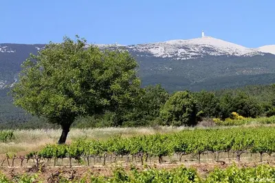 a tree in a field with a mountain in the background at New Villa in Provence La Modèna in Modène