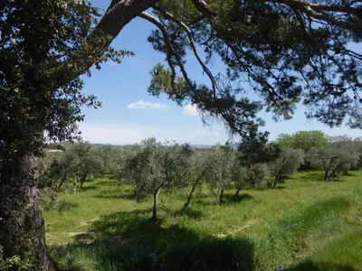 an orchard of olive trees in a field at Holiday Home by Interhome in Vernègues