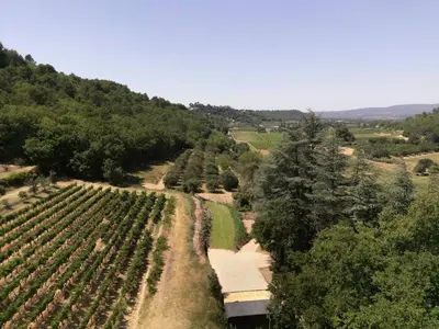 an aerial view of a vineyard with trees at Sous les étoiles du Luberon, Tiny House, Ménerbes in Ménerbes