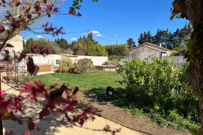two cats are walking in a yard at 