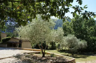an olive tree in a yard with a house at Villa avec vue au pied du Luberon in Maubec