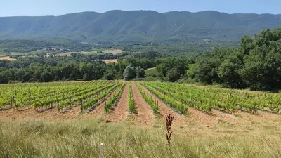 a field of vines with mountains in the background at Jolie maison au coeur du Luberon in Saint-Martin-de-Castillon