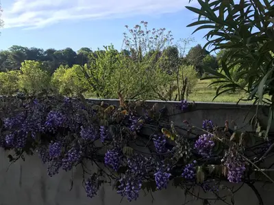 a bunch of purple flowers on a wall at Les Esperelles in Lagnes