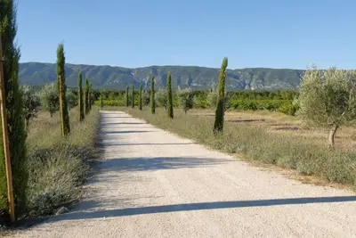 a road in the middle of a field with trees at Clos De La Fontaine in Cabrières-dʼAvignon