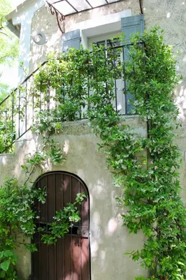 a building with a bunch of plants growing on it at Le Mas Les Eydins in Bonnieux