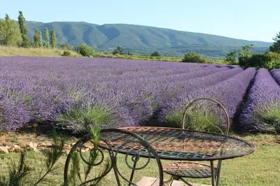 a bench in front of a field of lavender at Le Mas Les Eydins in Bonnieux