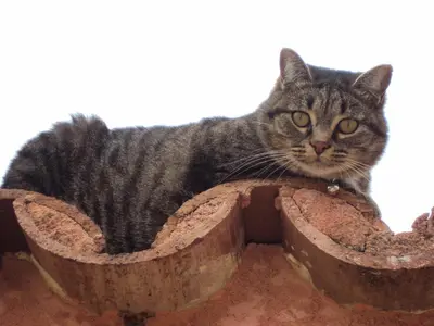a cat is sitting in a flower pot at B&B La Douloire in Pernes-les-Fontaines