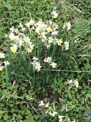 a group of white and yellow flowers in the grass at Le Verger in Gordes