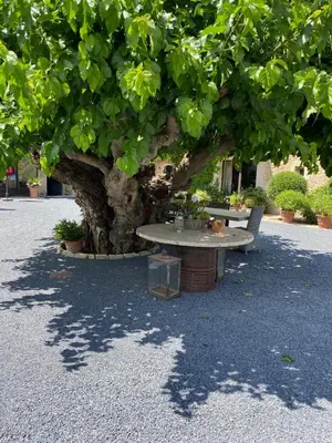 a table and chairs under a large tree at Mas Serena in Ménerbes