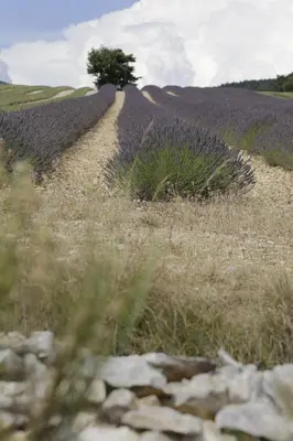 a field of lavender with a tree on a hill at Château de la Gabelle Férrassières in Ferrassières
