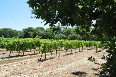 a row of grape vines in a field at La roulotte Chic et Boheme in Mazan