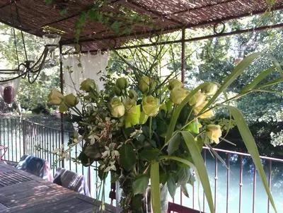 a vase with a plant sitting on a table at maison près de l'eau in LʼIsle-sur-la-Sorgue