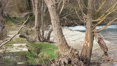 a group of trees on the side of a river at maison près de l'eau in LʼIsle-sur-la-Sorgue