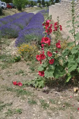 a bunch of red roses in a garden with purple flowers at Le Petit Labouret in Revest-du-Bion
