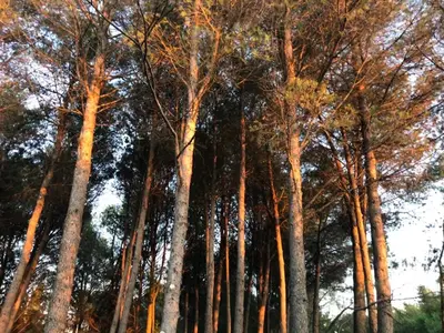 a group of tall trees in a forest at Le Mas de Trévouse in Saint-Saturnin-lès-Avignon