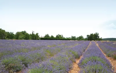 a field of lavender in the countryside at Beautiful Home In Maubec in Maubec