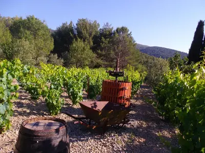 a vineyard with a wheelbarrow in the middle of a field at Au Havre De Paix sainte victoire vauvenargues in Vauvenargues