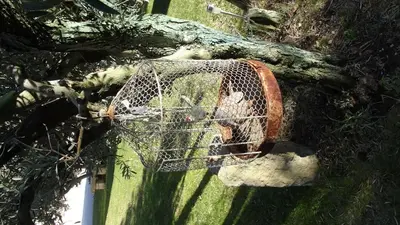 a bird in a cage on the ground at Chambre d'hôte Anais in Eyguières