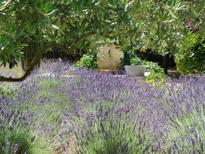 a field of lavender with a tree in the background at Clos des Lavandes - Chambres et Suites de charme climatisées-Luberon in Lacoste