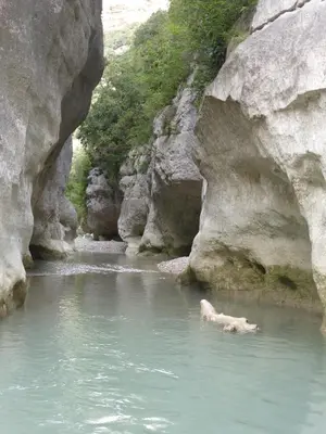 a polar bear swimming in a body of water at Le Mas de la Tortue (Toit Terrasse) in Caromb