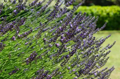 a bunch of purple lavender plants in a garden at La belle histoire Gîte Montmirail in Bédoin