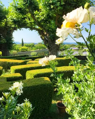 a garden with bushes and flowers and a tree at Le Pavillon de Galon in Cucuron