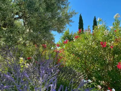 a garden of flowers and trees with a blue sky at Mas des Olives in Bédoin
