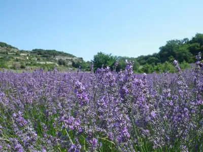a field of purple flowers with trees in the background at La mordorée in La Motte-dʼAigues
