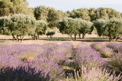 a field of lavender with trees in the background at Le Mas De La Rose - Teritoria in Orgon