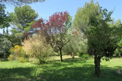 a group of trees in a grass field at Villa - La Luberonne in Lourmarin