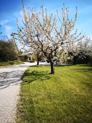 a tree in the grass next to a road at The Neame House in Bédoin