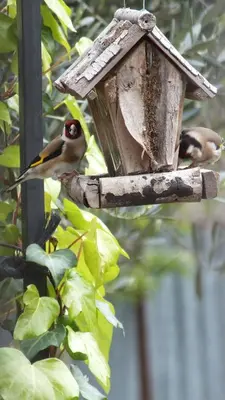 two birds are sitting on a bird feeder at La Maison sous l'olivier in Morières-lès-Avignon