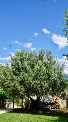 a tree in the grass next to a fence at La belle histoire gîte Luberon in Bédoin