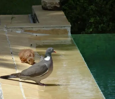 a dog standing in the water next to a pigeon at un lit en provence in Éguilles