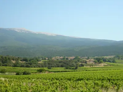 a field of vines with mountains in the background at 40 Rue du Ventoux in Bédoin