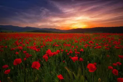 a field of red poppies with the sunset in the background at Au bastidon de Gordes in Gordes