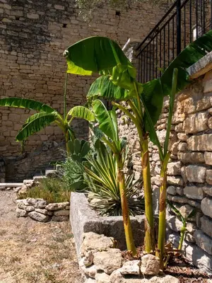 a couple of banana trees in front of a brick wall at Location Bonnieux Provence in Bonnieux