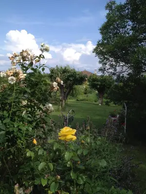 a garden with a yellow flower in a yard at L'Oustalet in La Tour-dʼAigues