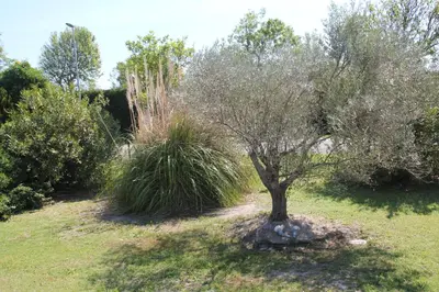 a tree in the middle of a field at Hôtel Saint Louis in Le Thor