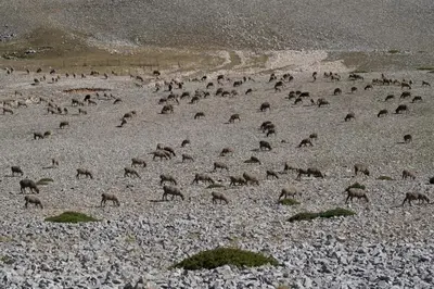 a large herd of animals on a rocky field at Les Terrasses de Cascavelle in Blauvac