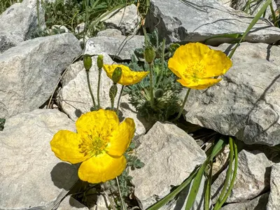 a group of yellow flowers on some rocks at Les Terrasses de Cascavelle in Blauvac