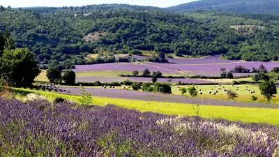 a field of purple flowers in a field with trees at Entre Vignes et Collines in Méthamis