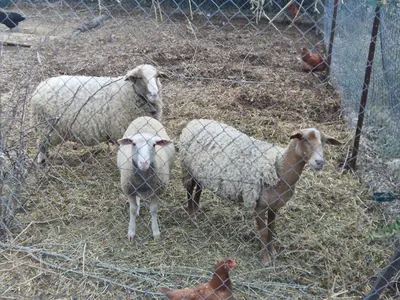 two sheep and two chickens standing behind a fence at Bastide Bellugue Maison d'hôtes réseau Bienvenue à La Ferme à 3 minutes de Lourmarin in Cadenet